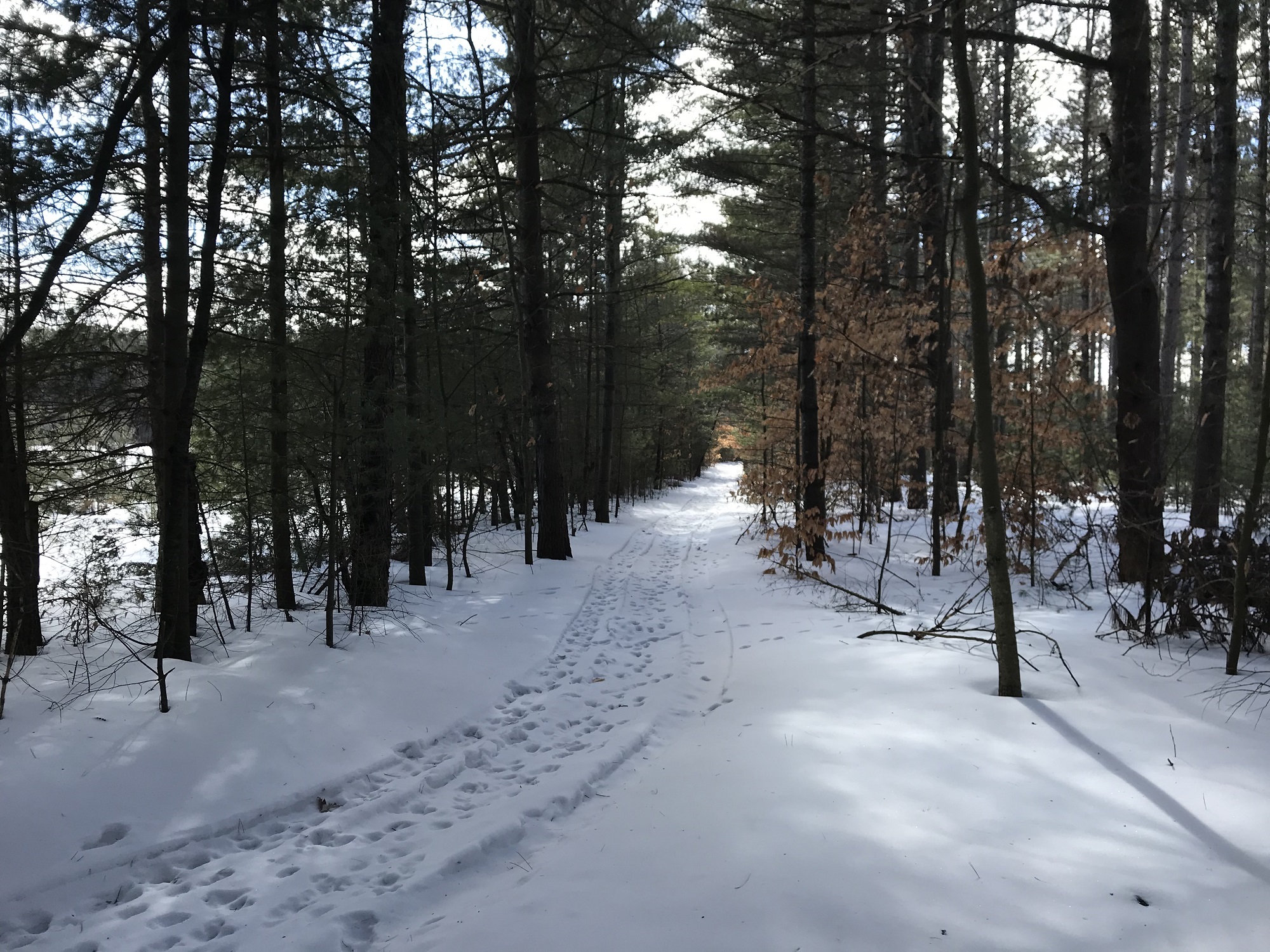 County Forest Winter 3.JPG